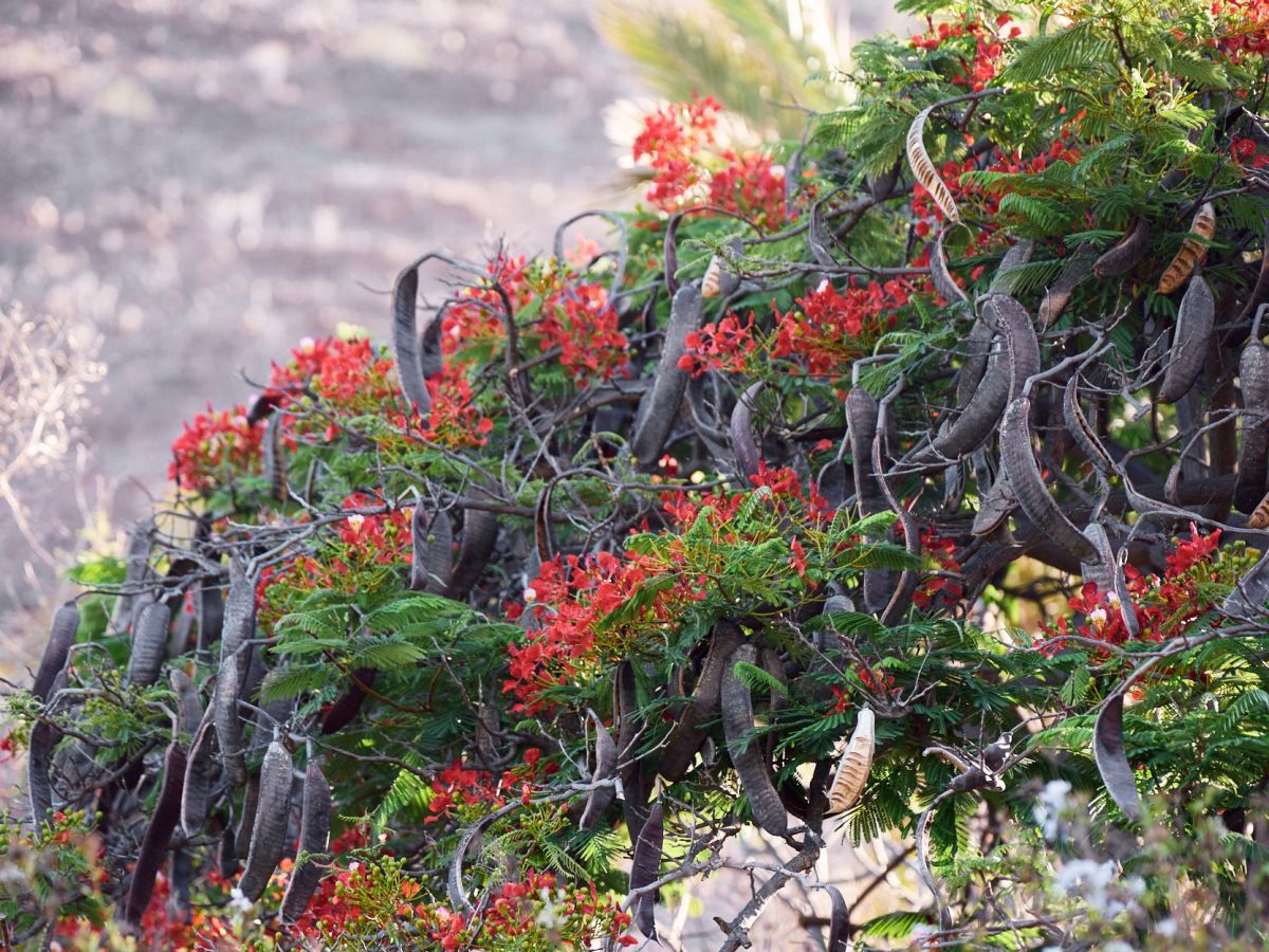 Rote B&uuml;ten am Schotenbaum auf La Gomera